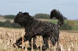 BOUVIER DES FLANDRES 240